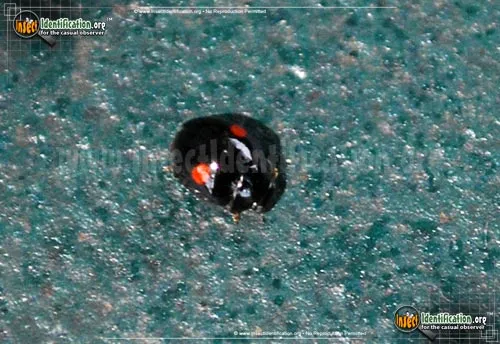 Signate Lady Beetle - photo 2