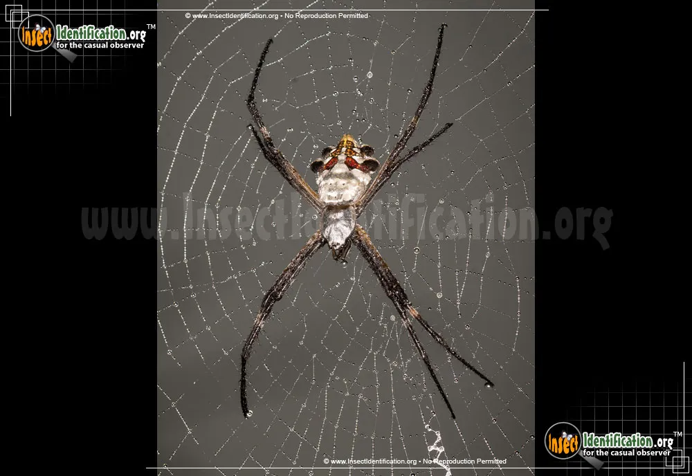 Silver Garden Spider