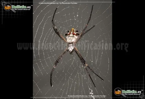 Silver Garden Spider - photo 2