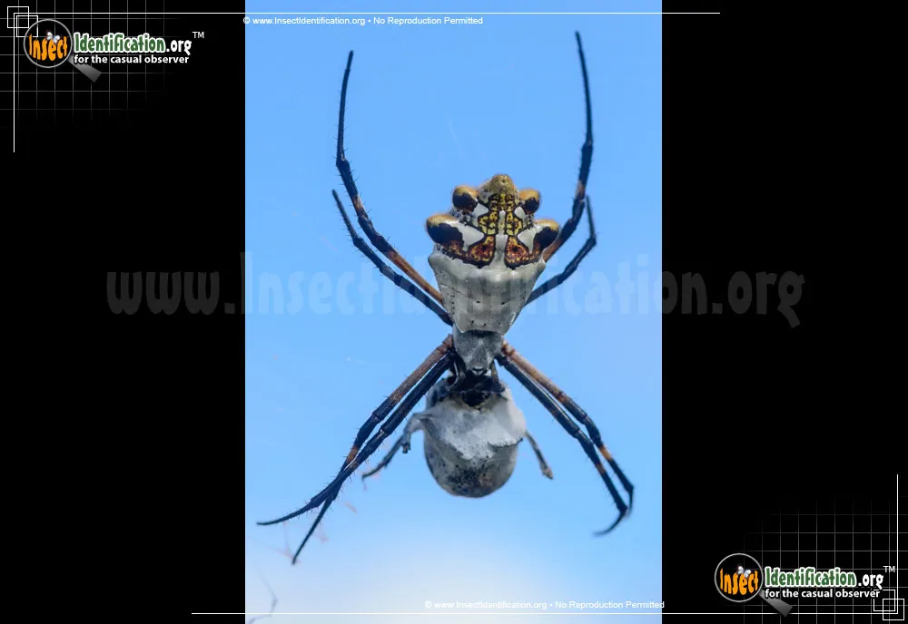 Silver Garden Spider - photo 3