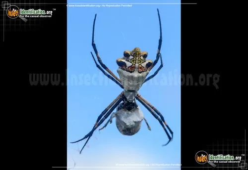 Silver Garden Spider - photo 4