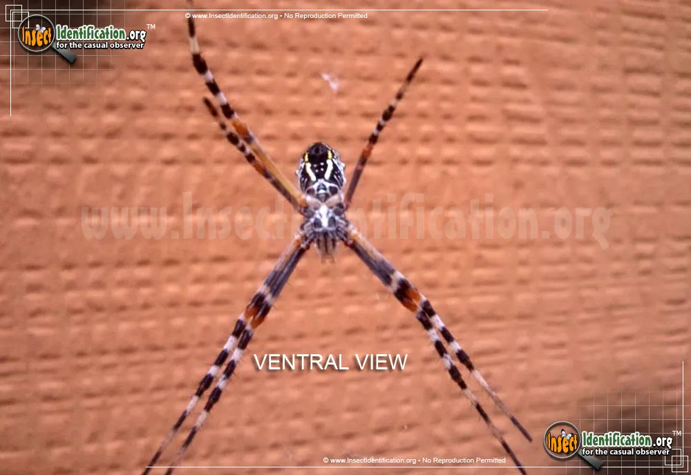 Silver Garden Spider - photo 5