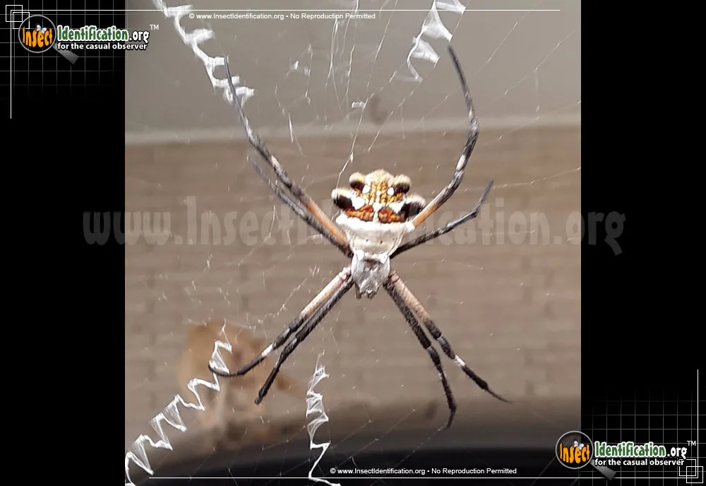 Silver Garden Spider - photo 7