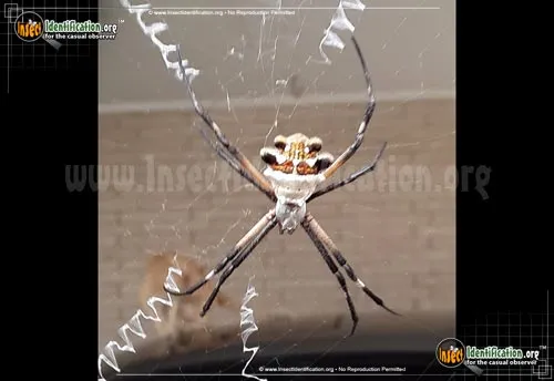 Silver Garden Spider - photo 8