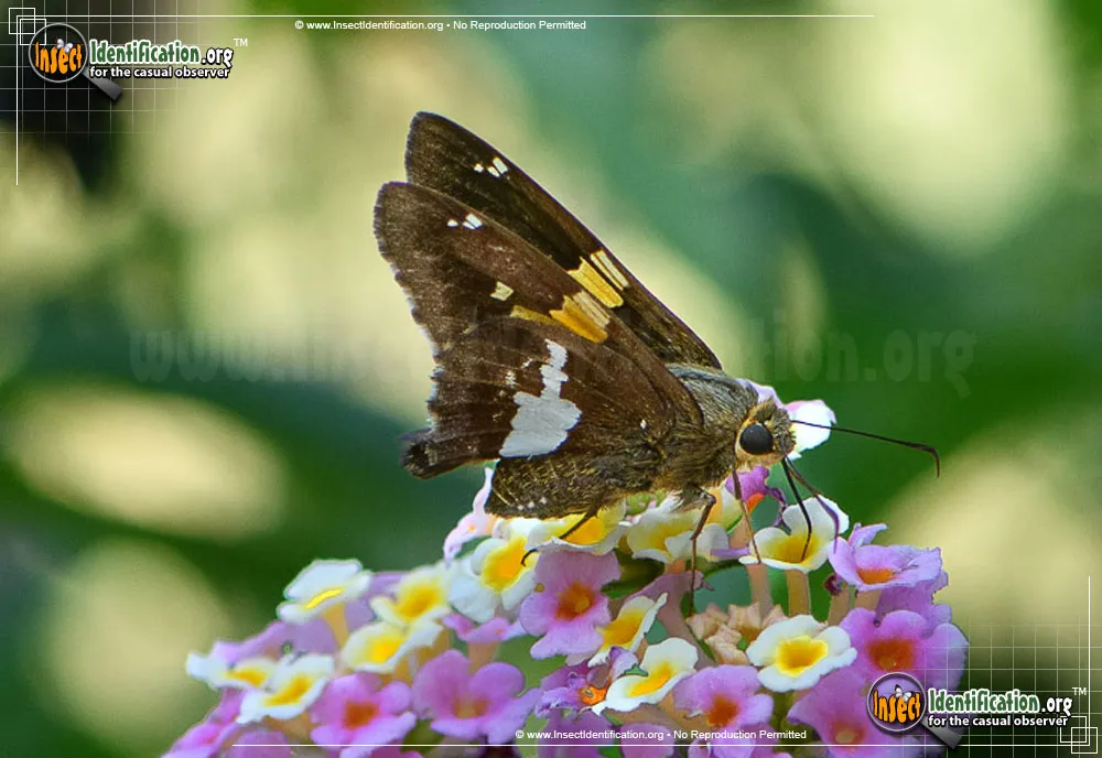Silver-spotted Skipper - Epargyreis clarus