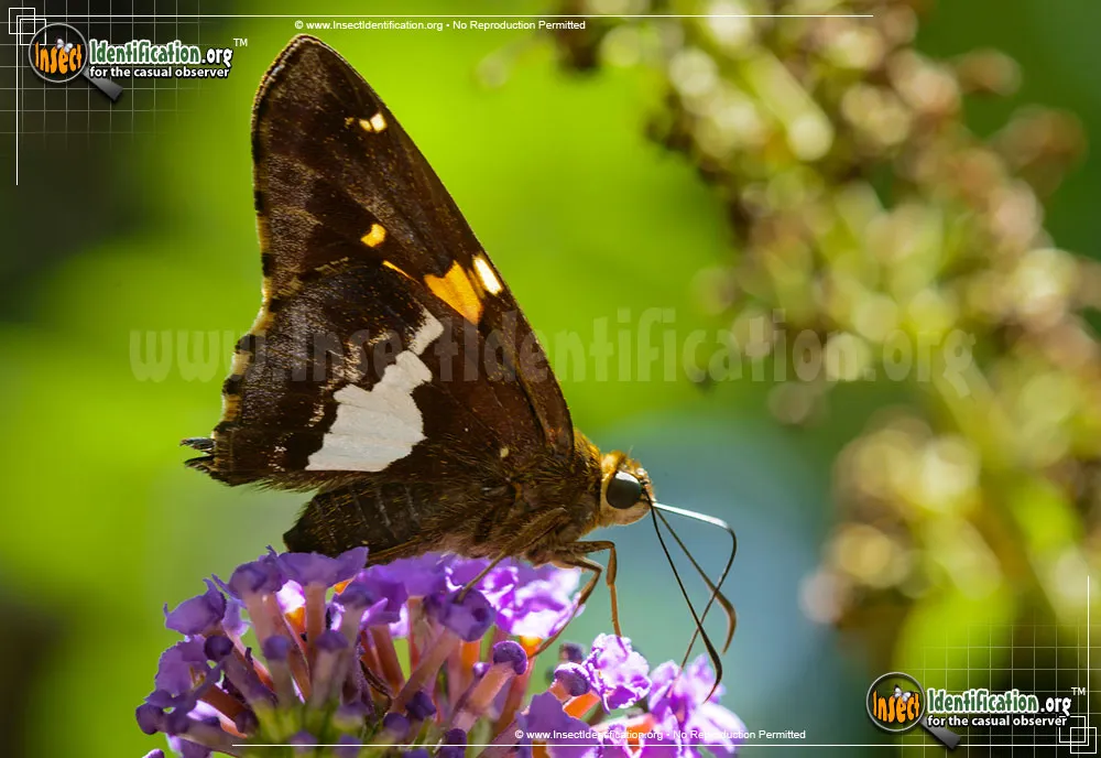 Silver-spotted Skipper - photo 5