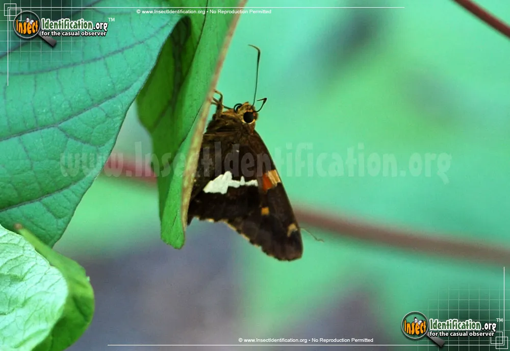 Silver-spotted Skipper - photo 7