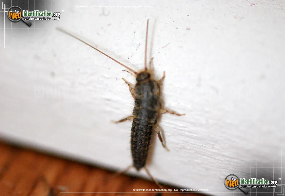 Silverfish