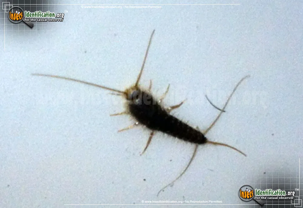 Silverfish - photo 3
