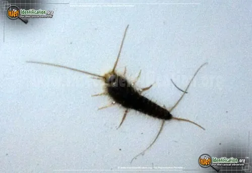 Silverfish - photo 4