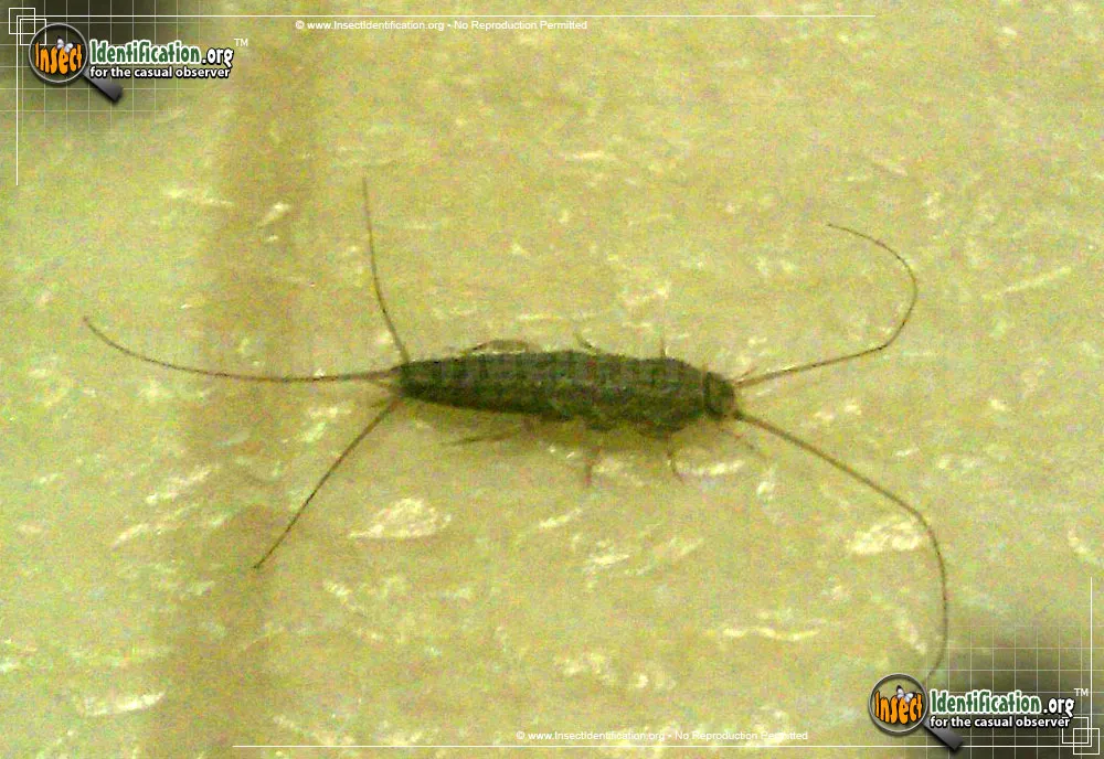 Silverfish - photo 5