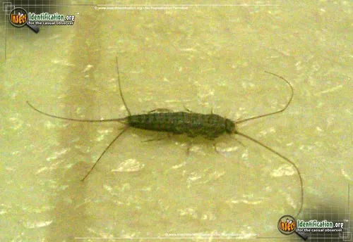 Silverfish - photo 6