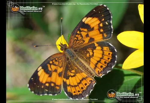 Silvery Checkerspot Butterfly - photo 2