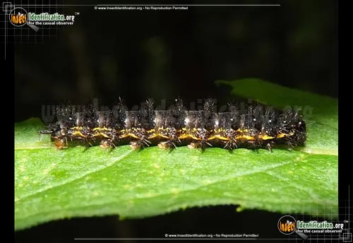 Silvery Checkerspot Butterfly - photo 4