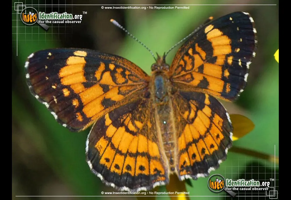 Silvery Checkerspot Butterfly - photo 5