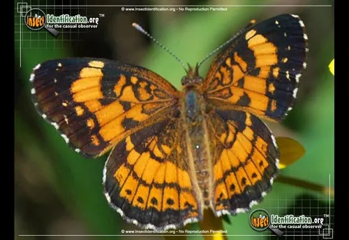 Silvery Checkerspot Butterfly - photo 6