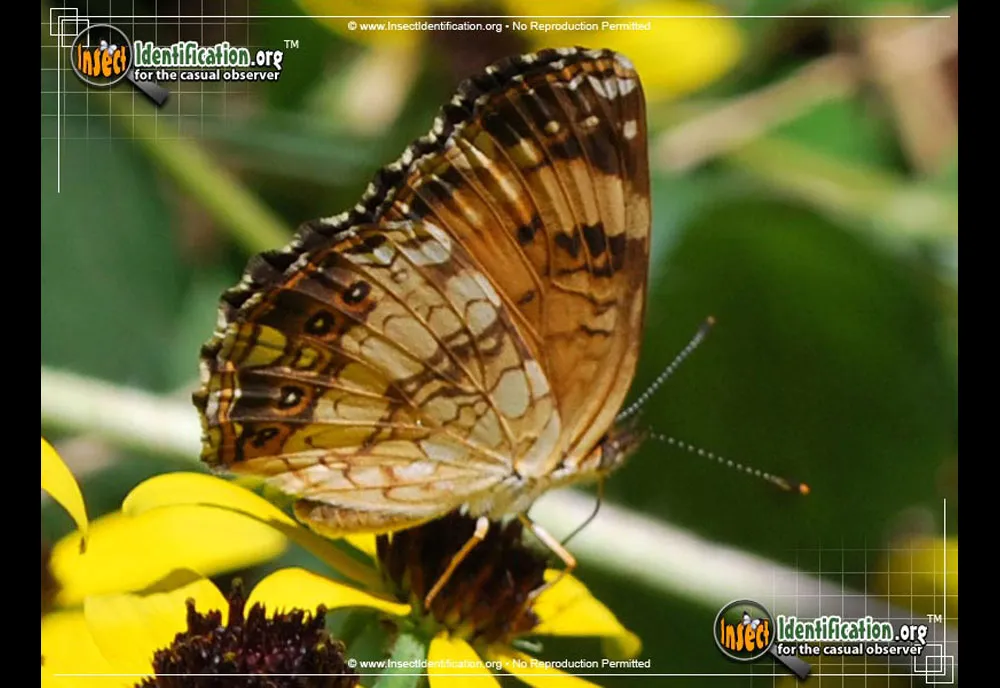 Silvery Checkerspot Butterfly - photo 7