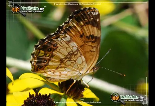 Silvery Checkerspot Butterfly - photo 8