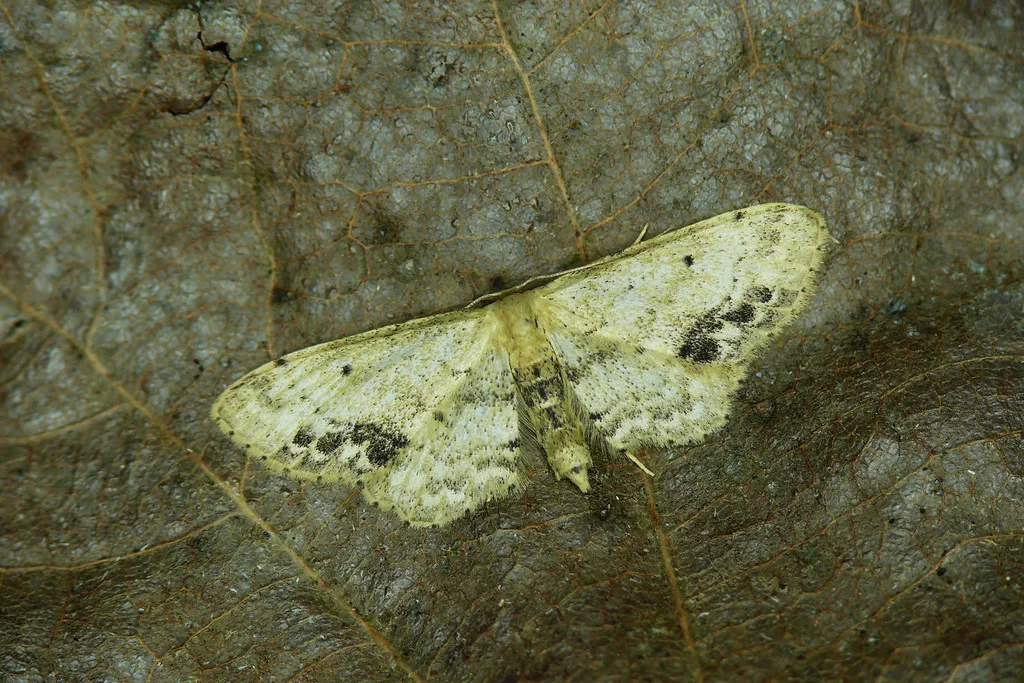 Single-dotted Wave Moth - photo 2