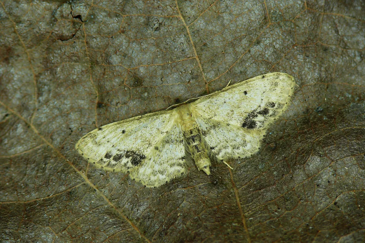 Single-dotted Wave Moth - photo 3