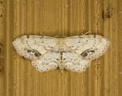 Single-dotted Wave Moth - photo 4