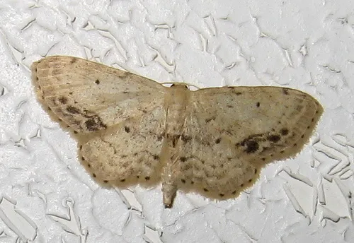 Single-dotted Wave Moth - photo 6