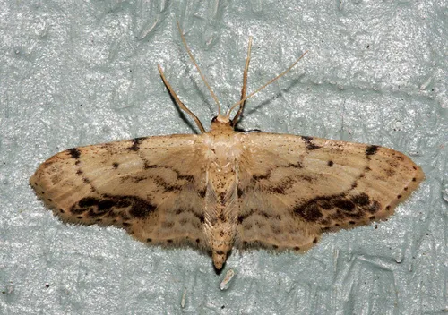 Single-dotted Wave Moth - photo 7