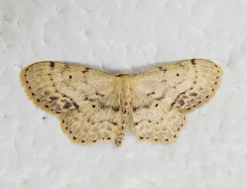 Single-dotted Wave Moth - photo 8