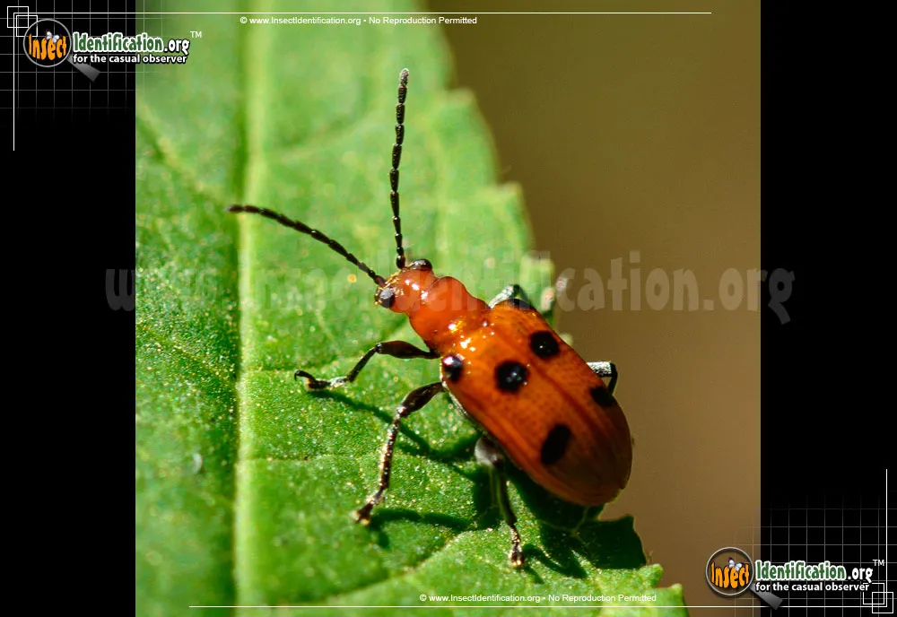 Six-spotted Neolema - Neolema sexpunctata