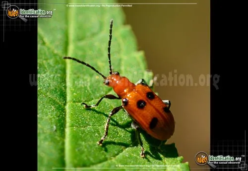 Six-spotted Neolema - photo 2