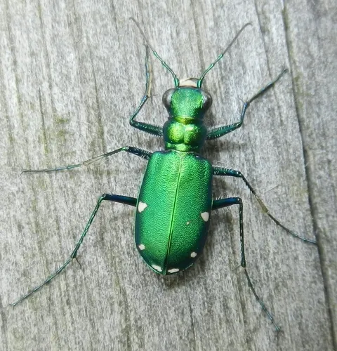 Six-spotted Tiger Beetle - Cicindela sexguttata