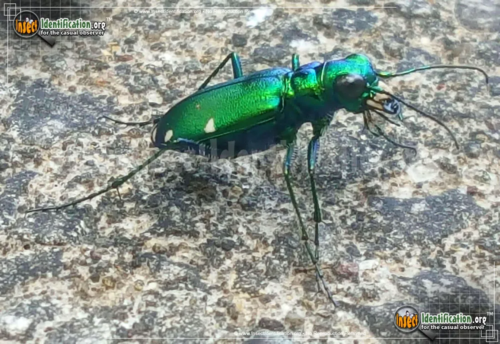 Six-spotted Tiger Beetle - photo 3