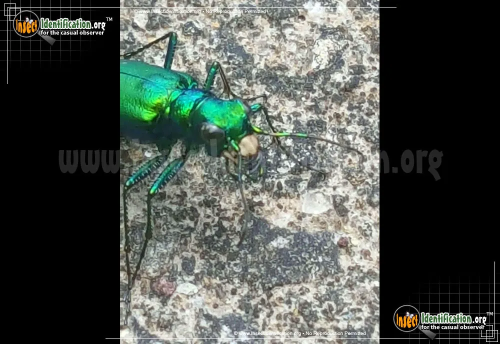 Six-spotted Tiger Beetle - photo 4