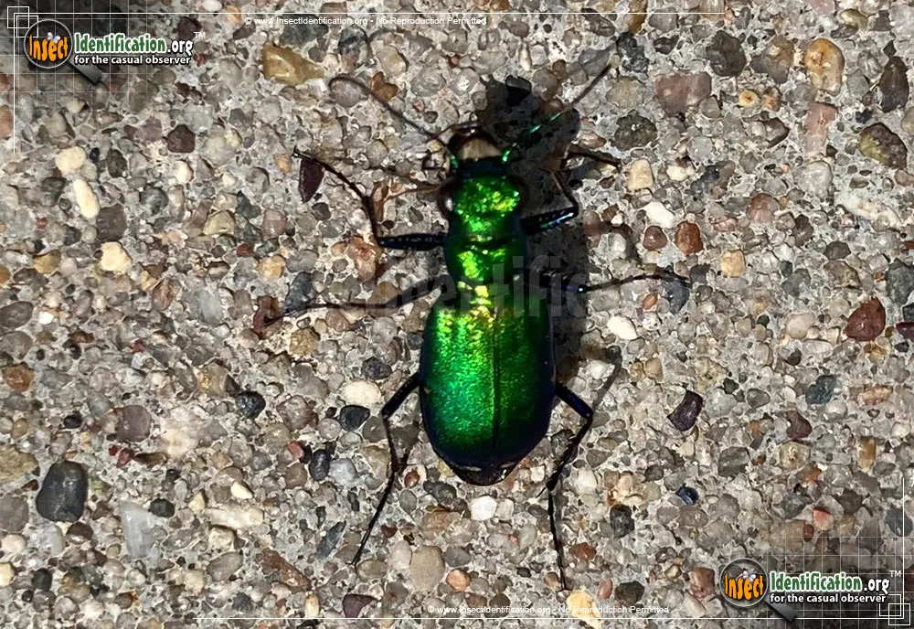 Six-spotted Tiger Beetle - photo 5