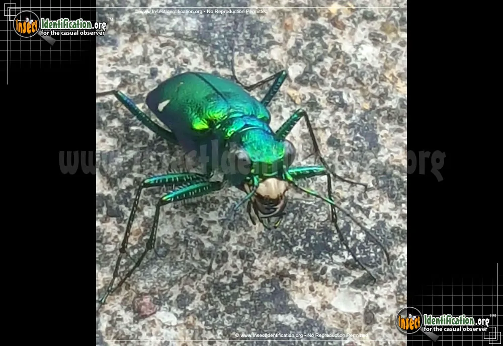Six-spotted Tiger Beetle - photo 6