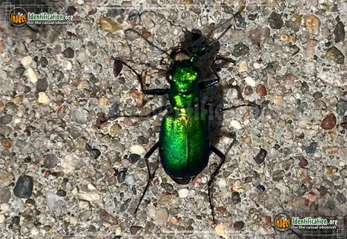 Six-spotted Tiger Beetle - photo 7