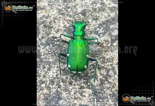 Six-spotted Tiger Beetle - photo 8