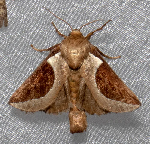 Skiff Moth - Prolimacodes badia