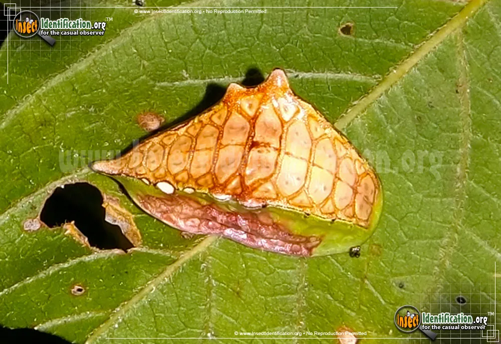 Skiff Moth - photo 8