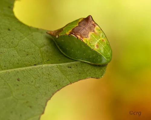 Skiff Moth - photo 2