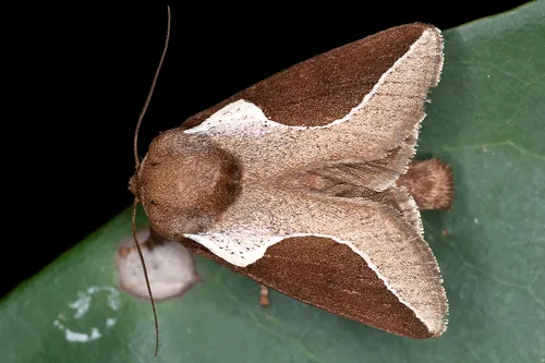 Skiff Moth - photo 3