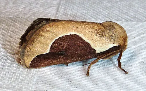 Skiff Moth - photo 5