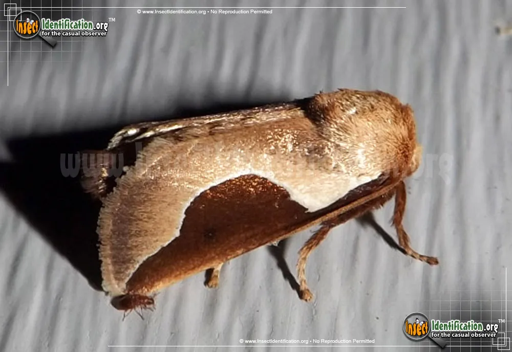 Skiff Moth - photo 6