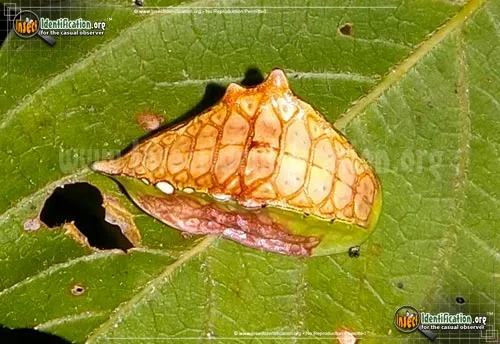 Skiff Moth - photo 7