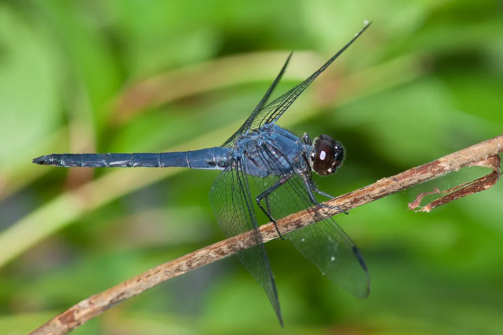 Slaty Skimmer - photo 2