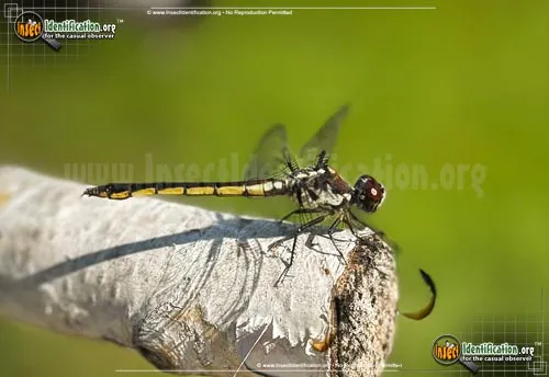 Slaty Skimmer - photo 4