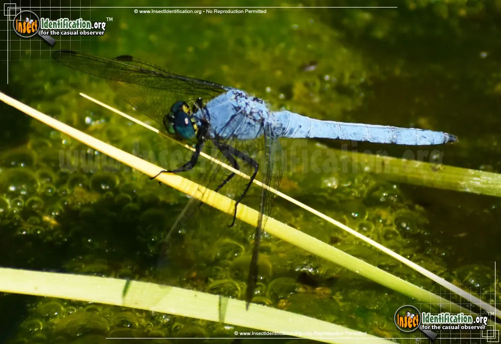 Slaty Skimmer - photo 5