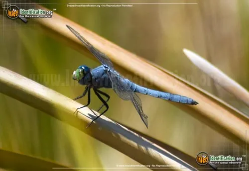 Slaty Skimmer - photo 6