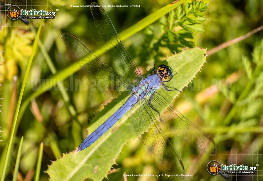 Slaty Skimmer - photo 7