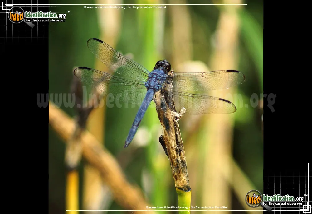 Slaty Skimmer - photo 8